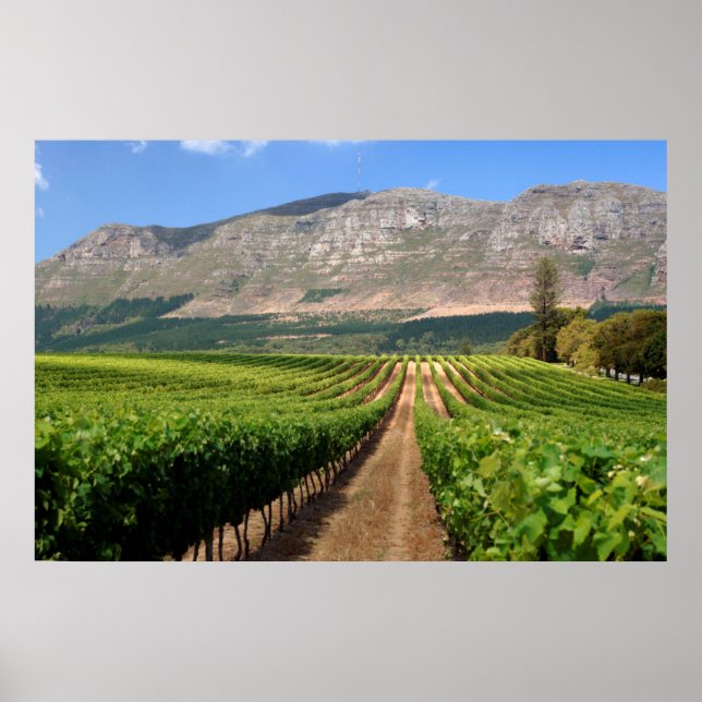 Poster Vignobles du domaine viticole Groot Constantia (Devant)