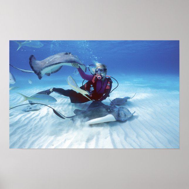 Poster Ville de Stingray, Grand Cayman, îles Caïmans, (Devant)