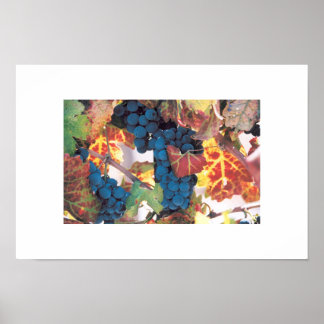 Poster Vin de Napa Valley, Vignoble