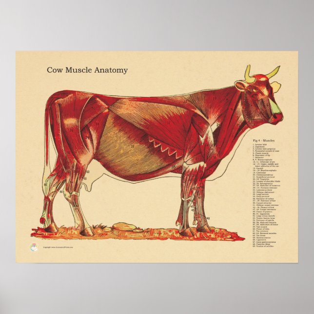 Poster Vin de vache Muscles vétérinaires Anatomie Graphiq (Devant)