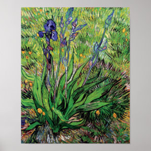 Poster Vincent Van Gogh - L'Iris Amoureux de la Nature Be