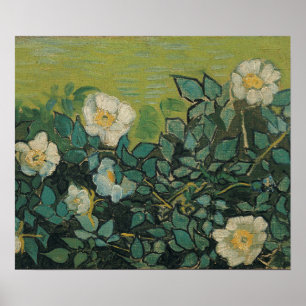 Poster Vincent Van Gogh - roses sauvages Avril, Mai