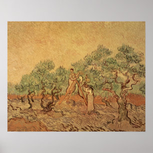 Poster Vincent van Gogh The Olive Grove, 1889