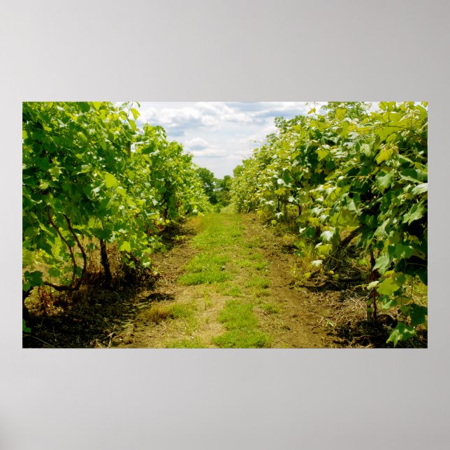 Poster Vineyard (Devant)