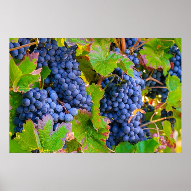 Poster Vins de raisins noirs, Vignoble (Devant)