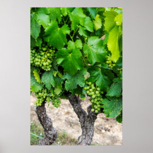 Poster Vins en pleine croissance, France