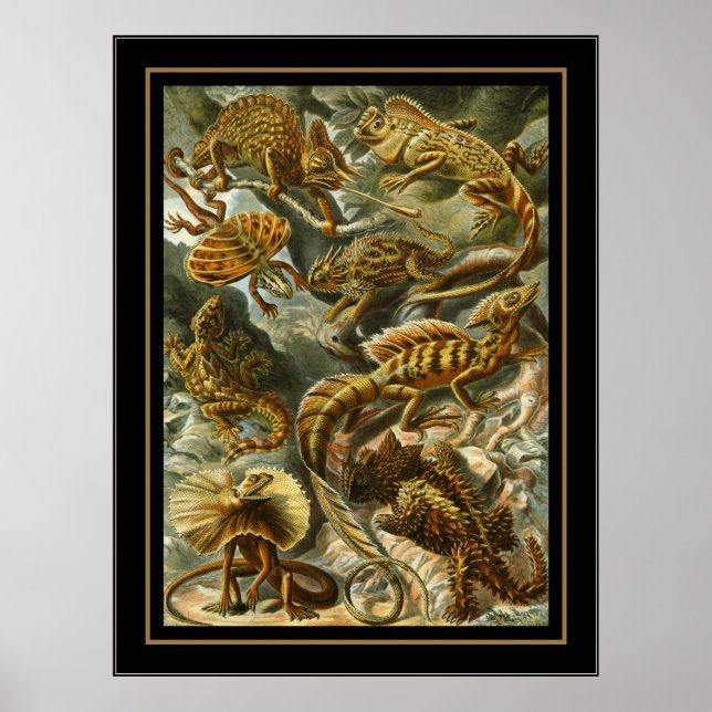 Poster Vintag Artist Ernst Haeckel Lacertilia (Vorne)