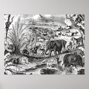 Poster Vintage 1800s Animaux d'Illustration d'animaux afr