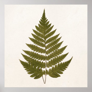 Poster Vintage 1800s Olive Green Fern Modèle feuille de f
