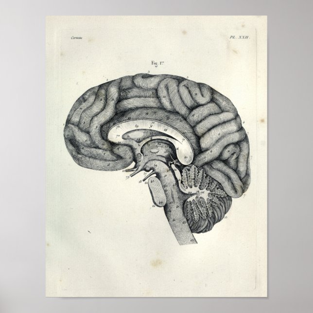 Poster Vintage 1805 Surface médiane du cerveau anatomique (Devant)