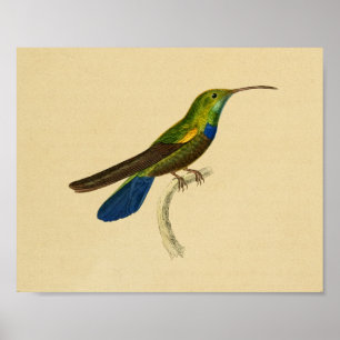 Poster Vintage 1830 Colibri Imprimer bleu vert