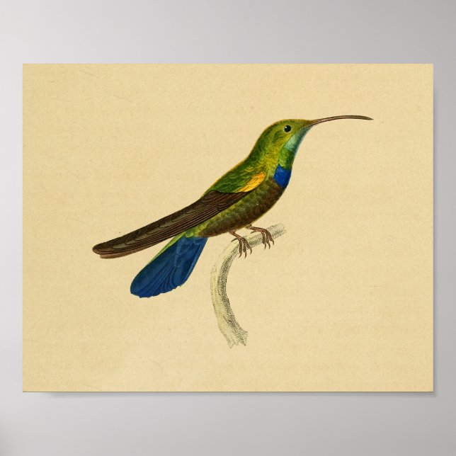 Poster Vintage 1830 Colibri Imprimer bleu vert (Devant)