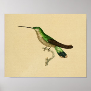 Poster Vintage 1830 Hummingbird Imprimer bleu vert