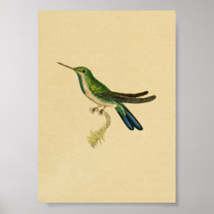 Poster Vintage 1830 Hummingbird Imprimer bleu vert