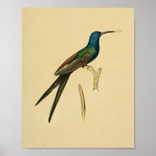 Poster Vintage 1830 Hummingbird Imprimer bleu vert