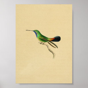 Poster Vintage 1830 Hummingbird Imprimer rouge vert