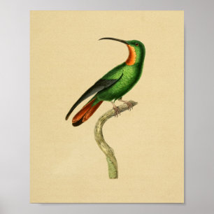 Poster Vintage 1830 Hummingbird Imprimer rouge vert