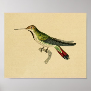 Poster Vintage 1830 Hummingbird Imprimer rouge vert