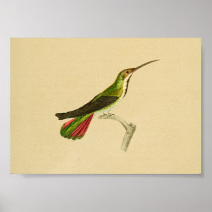 Poster Vintage 1830 Hummingbird Imprimer rouge vert