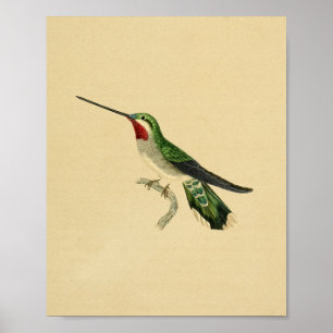 Poster Vintage 1830 Hummingbird Imprimer rouge vert