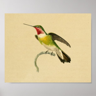 Poster Vintage 1830 Hummingbird Imprimer rouge vert
