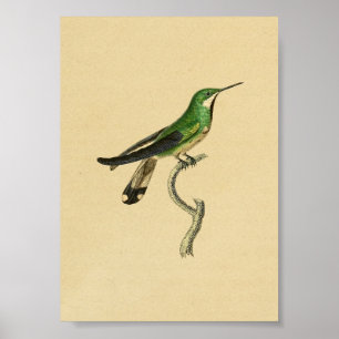 Poster Vintage 1830 Hummingbird Print Green