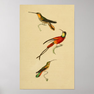 Poster Vintage 1830 Hummingbirds Imprimer rouge vert