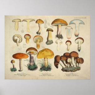 Poster Vintage 1831 Variété de champignon Brown jaune Imp