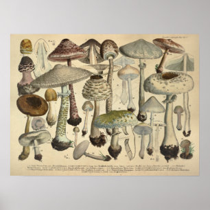 Poster Vintage 1831 Variété de champignons Blanc Brown Im