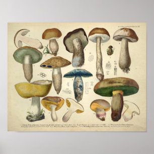 Poster Vintage 1831 Variété de champignons vert jaune Imp