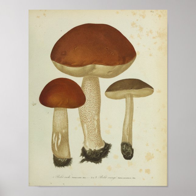 Poster Vintage 1841 Champignons Brown Imprimer (Devant)