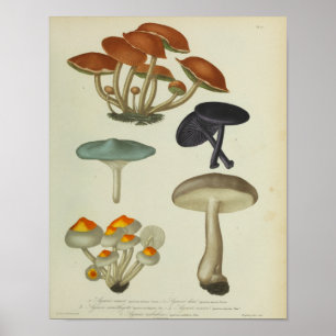 Poster Vintage 1841 Champignons violets bleus jaunes Impr