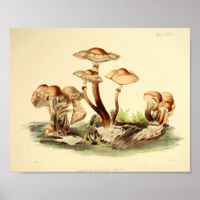 Poster Vintage 1855 Champignons Art Casquette Brown Impri (Devant)