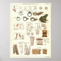 Vintage 1881 Biologie de la grenouille Anatomie Im