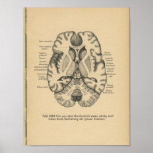 Poster Vintage 1888 Allemand Anatomie Imprimer Cerveau