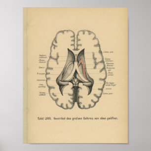 Poster Vintage 1888 Allemand Anatomie Imprimer Cerveau