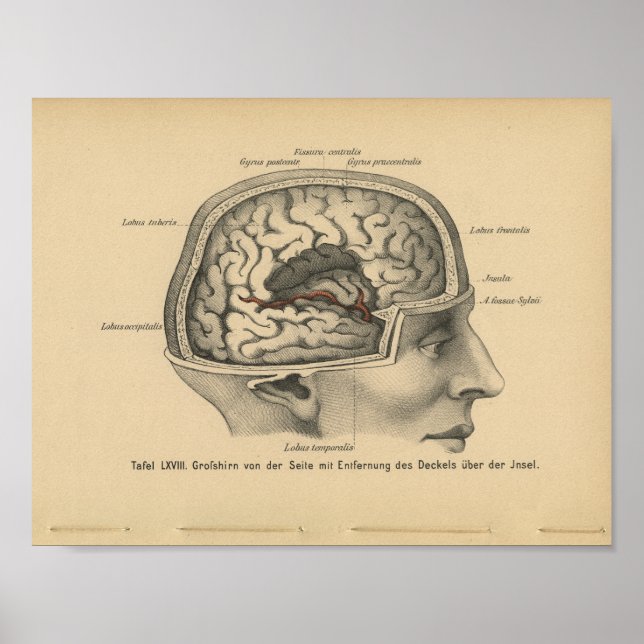 Poster Vintage 1888 Allemand Anatomie Imprimer Cerveau cr (Devant)