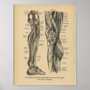Poster Vintage 1888 Allemand Anatomie Imprimer genou de j