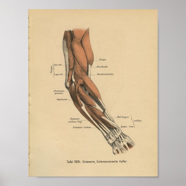 Poster Vintage 1888 Allemand Anatomie Imprimer Muscles de (Devant)