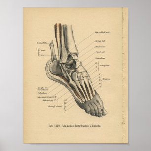 Poster Vintage 1888 Allemand Anatomie Imprimer Pied de ch