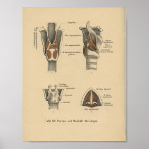 Poster Vintage 1888 Allemand Anatomie Print Larynx