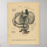 Vintage 1888 Allemand Anatomy Print Organs