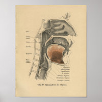 Vintage 1888 Anatomie allemande Cou d'impression