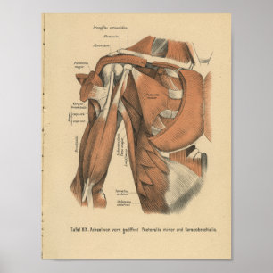 Poster Vintage 1888 Anatomie allemande Imprimer Muscles d