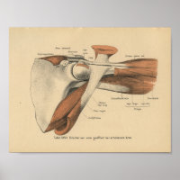 Vintage 1888 Anatomie allemande Imprimer Muscles d