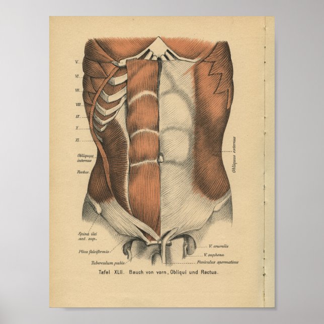Poster Vintage 1888 Anatomie allemande Imprimer Muscles d (Devant)