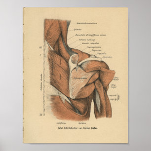 Poster Vintage 1888 Anatomie allemande Imprimer Muscles d