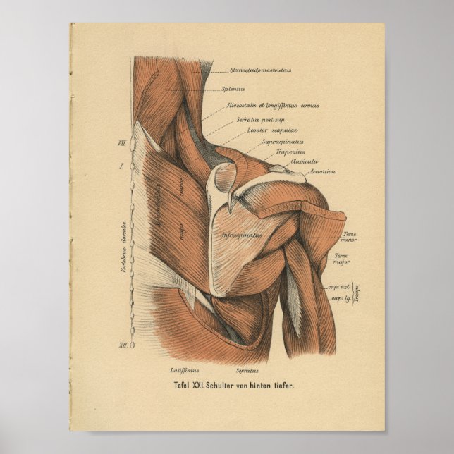 Poster Vintage 1888 Anatomie allemande Imprimer Muscles d (Devant)