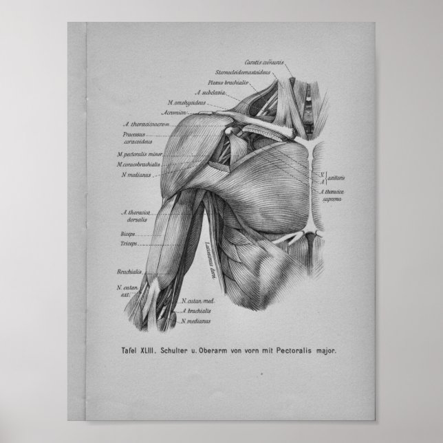 Poster Vintage 1888 Anatomie humaine Imprimer Bras d'épau (Devant)