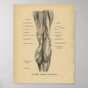 Poster Vintage 1888 German Anatomy Print Leg Knee